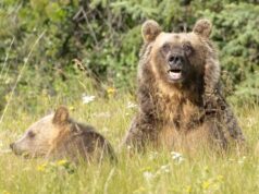 I gruppi ambientalisti chiedono un approccio “scientifico” alla proposta di caccia all’orso grizzly dell’Alberta