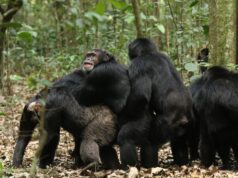 In Uganda è scoppiata una “guerra civile” tra gli scimpanzé. Gli scienziati non sono sicuri del perché