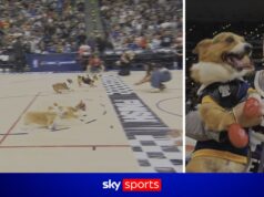 Pensi di aver visto tutto?! Le corse dei Corgi colpiscono l’NBA