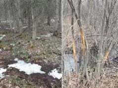 Chevreuil: prospezione printanière