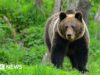 Donna uccisa da un orso nella foresta polacca, dicono il figlio e l’amministrazione locale