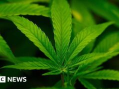 L’amministrazione Trump riclassifica la hashish come meno pericolosa