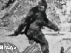 I ricercatori hanno trascorso anni intervistando 160 cacciatori di Bigfoot: questo è ciò che hanno imparato