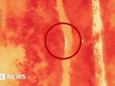 Viene ritrovato il lupo in fuga in Corea del Sud