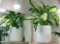 Ho lasciato che una fioriera intelligente si mantenesse autonomamente mentre ero through per 2 mesi: ecco il risultato