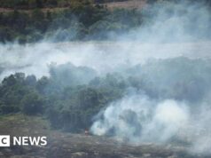 La perdita globale di foreste rallenta, ma gli incendi dovuti a El Niño potrebbero minacciare il progresso