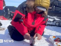 Cosa serve per sopravvivere nell’Artico? Questi ranger hanno un’thought