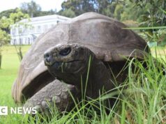 La tartaruga più vecchia del mondo, Jonathan, muore all’età di 193 anni