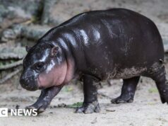Un uomo è stato multato per aver fatto irruzione nel recinto dell’ippopotamo virale Moo Deng