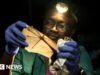 Un nigeriano vince un premio mondiale per aver tentato di salvare i pipistrelli in un paese che li evita