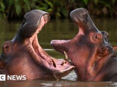 Il figlio del miliardario indiano si offre di salvare gli ippopotami di Escobar