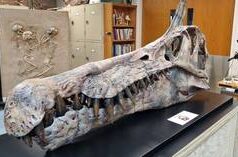 Gli antenati dei mammiferi deponevano le uova – studio (FOTO)