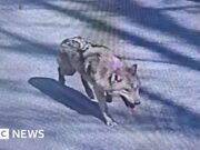 Registrazioni di ululati e un’immagine AI: all’interno della lunga caccia della Corea del Sud a un lupo fuggito