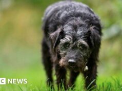Bob Mortimer rattristato dalla morte del cane Gone Fishing