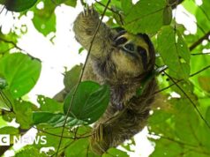 Decine di bradipi sono morti prima dell’apertura dell’attrazione Sloth World in Florida