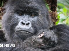 Quando Attenborough incontrò i gorilla: la storia dietro il suo iconico momento televisivo