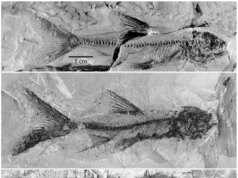 I geologi scoprono un percorso nascosto che il fiume Colorado non prende da 5,6 milioni di anni
