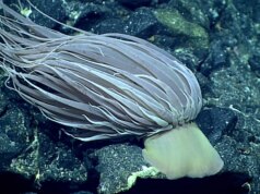 Gli scienziati finalmente risolvono il mistero della “sfera d’oro” trovata sul fondale marino dell’Alaska