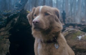 I movie e gli spettacoli che dovresti vedere in streaming nell’aprile 2026