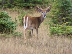 Chasse, una modalità discutibile per i tagliandi di trasporto