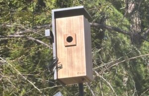 Le mangiatoie intelligenti per uccelli di cui tutti parlano (e effettivamente acquistano) (2026)