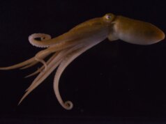 Il braccio del pene di polpo non si limita a consegnare lo sperma: annusa il punto debole