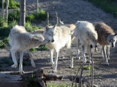 La popolazione di lupi di Chernobyl è ora 7 volte più numerosa rispetto a prima del disastro