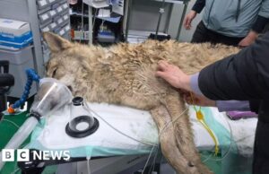 Il lupo fuggitivo della Corea del Sud è stato finalmente catturato dopo nove giorni di ricerche