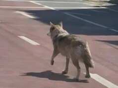 Un uomo sudcoreano potrebbe finire in prigione per aver pubblicato una foto di un lupo AI