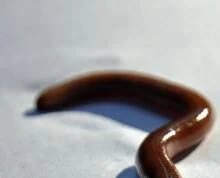 I “vermi saltatori” si stanno diffondendo negli Stati Uniti e potrebbero distruggere gli ecosistemi