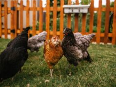 I polli da cortile stanno diffondendo salmonella resistente agli antibiotici negli Stati Uniti, avverte il CDC