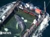 Balena arenata trasportata fuori dalle acque tedesche su una chiatta