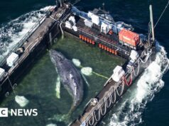 Balena arenata trasportata fuori dalle acque tedesche su una chiatta