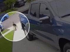 Un bambino californiano di 4 anni sopravvive all’attacco del coyote e cerca di trascinarlo through