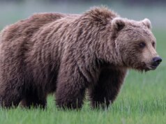 2 soldati attaccati da un orso durante l’addestramento nella base militare in Alaska