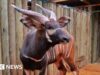 Antilopi in by way of di estinzione trasportate in Kenya dallo zoo ceco in uno “storico ritorno a casa”