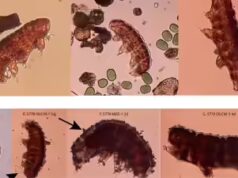 Può la vita sopravvivere su Marte? Gli scienziati usano gli “orsi d’acqua” per testare l’abitabilità del pianeta rosso