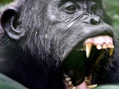 Gli scimpanzé stanno uccidendo i loro ex amici e i ricercatori non riescono a capirlo