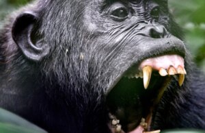 Gli scimpanzé stanno uccidendo i loro ex amici e i ricercatori non riescono a capirlo