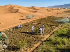 I ricercatori cinesi trasformano la sabbia del deserto in terreno fertile in soli 10 mesi utilizzando i cianobatteri