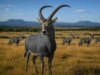 Una startup di “disestinzione” vuole far rivivere l’antilope uccisa dai coloni sudafricani