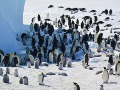 Con l’aumento degli annegamenti di massa, i pinguini imperatori si uniscono ufficialmente alla lista delle persone a rischio di estinzione