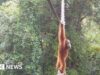 Guarda: come un orangutan ha sfidato il nuovo ponte per unire la sua comunità divisa