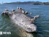 Perché le balene grigie stanno morendo nelle acque di San Francisco? Gli scienziati americani cercano indizi