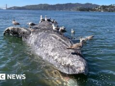 Perché le balene grigie stanno morendo nelle acque di San Francisco? Gli scienziati americani cercano indizi