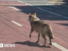 La polizia della Corea del Sud arresta un uomo per aver pubblicato una foto AI di un lupo in fuga