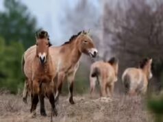 A 40 anni dal disastro, la fauna selvatica ritorna a Chernobyl