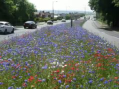 “Un punto di svolta”: una città inglese ha smesso di falciare 8 miglia di erba e la natura è tornata istantaneamente, risparmiando 25.000 sterline all’anno