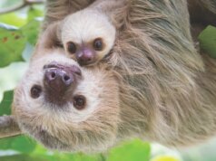 31 bradipi sono morti in un magazzino frigorifero prima dell’apertura dell’attrazione di Orlando