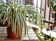 Come mantenere in vita le tue piante alle temperature più fredde